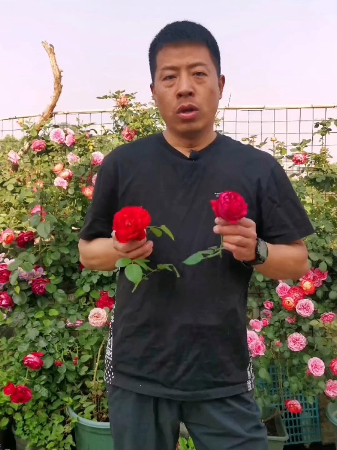 紅龍月季多久澆一次水？