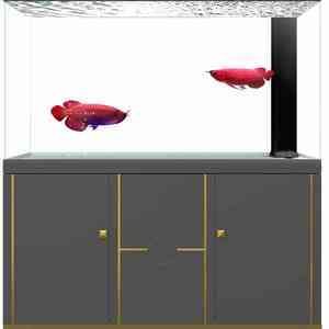 龍魚(yú)有時(shí)候往缸底游正常嗎：龍魚(yú)表現(xiàn)出往缸底游動(dòng)的行為，可能導(dǎo)致龍魚(yú)往缸底游動(dòng)的原因