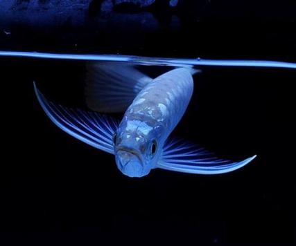 銀龍魚(yú)喂什么比較好養(yǎng)活圖片