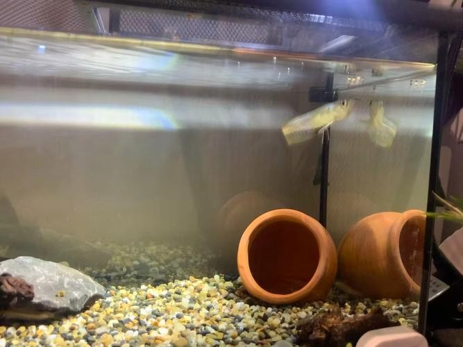 銀龍魚(yú)喂什么比較好養(yǎng)活圖片