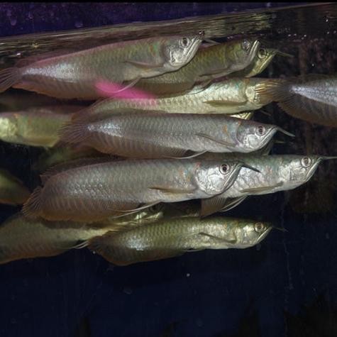 銀龍魚(yú)喂什么比較好養(yǎng)活圖片