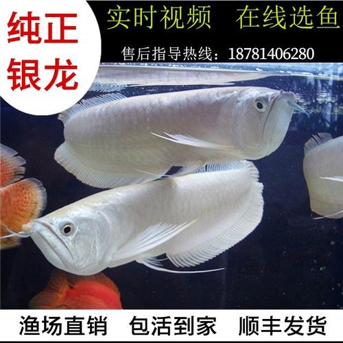 銀龍魚(yú)喂什么比較好養(yǎng)活圖片