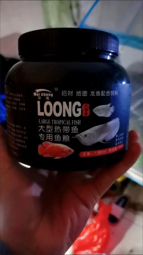 銀龍魚(yú)喂什么比較好養(yǎng)活圖片