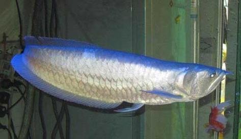 銀龍魚(yú)喂什么比較好養(yǎng)活圖片