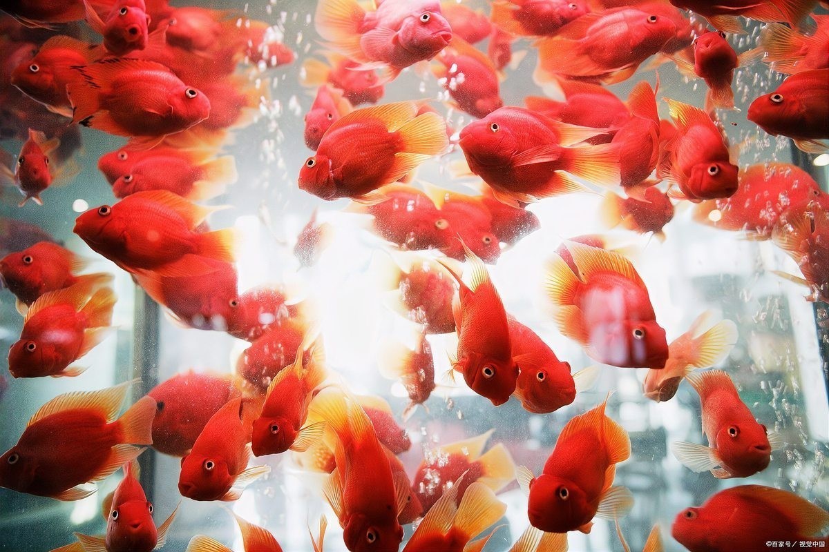 高清紅龍魚圖片價格是多少？