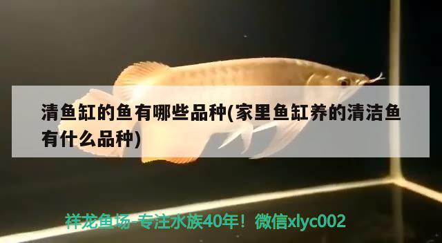 清魚缸的魚有哪些品種(家里魚缸養的清潔魚有什么品種)