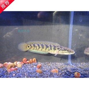 養龍魚的魚缸是否可以放火山石：養龍魚的魚缸可以放火山石嗎
