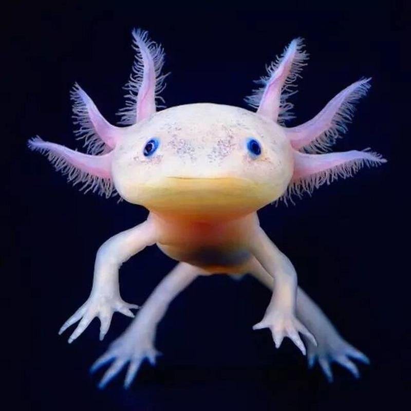 六角龍魚水位線
