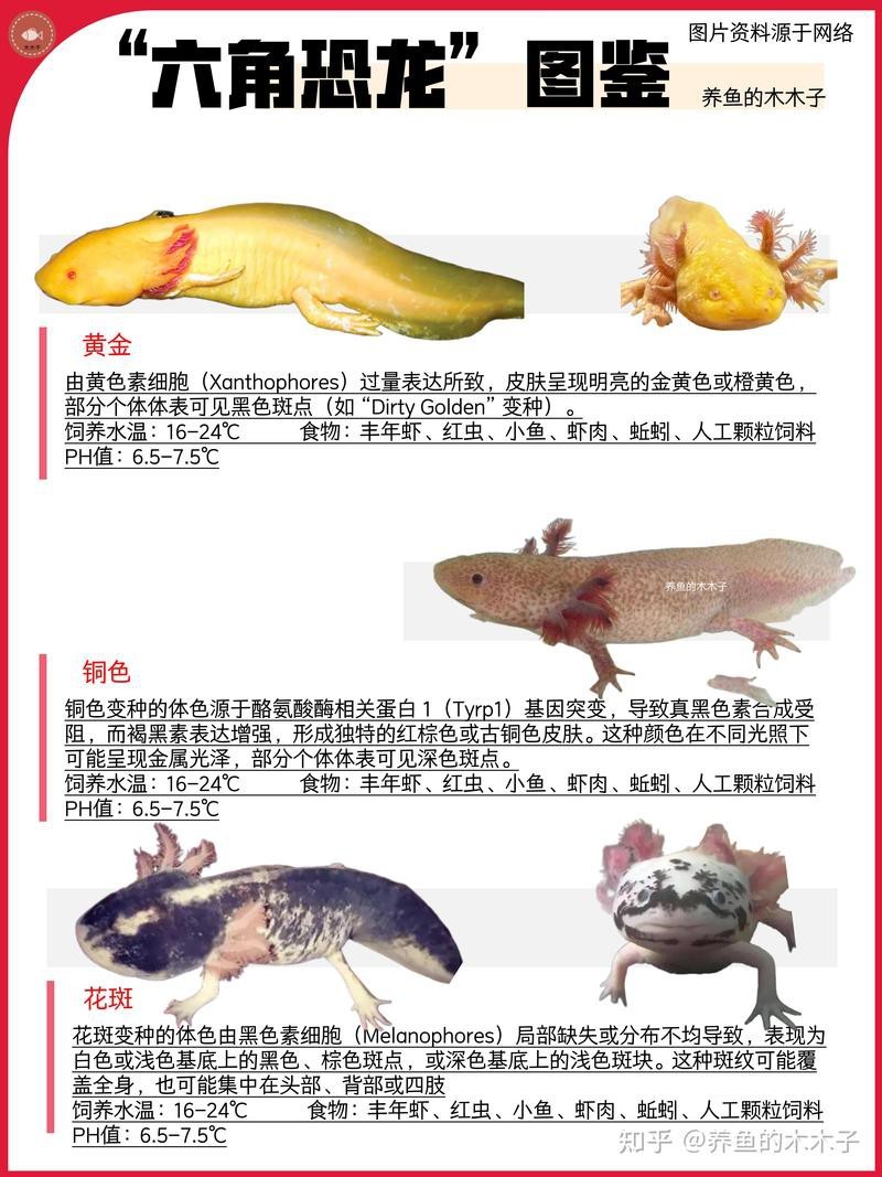 六角龍魚水位線