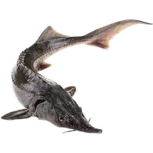 中華鱘龍魚圖片市場價