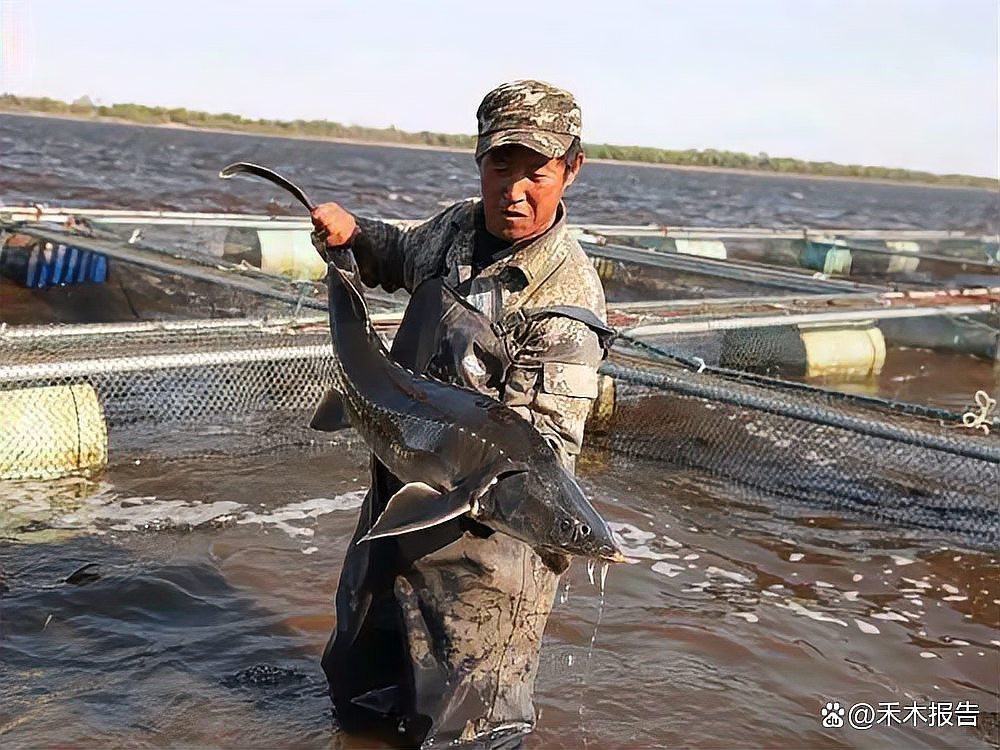 中華鱘龍魚圖片市場價