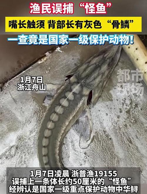 中華鱘龍魚圖片市場價