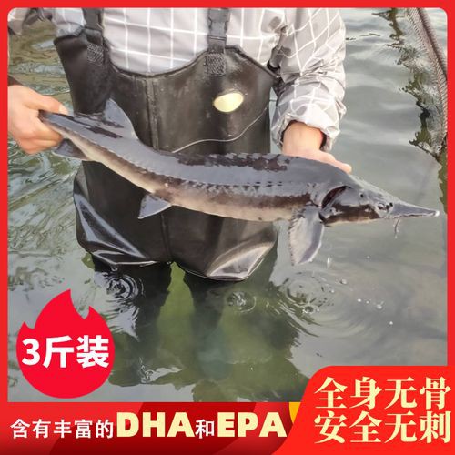 中華鱘龍魚圖片市場價