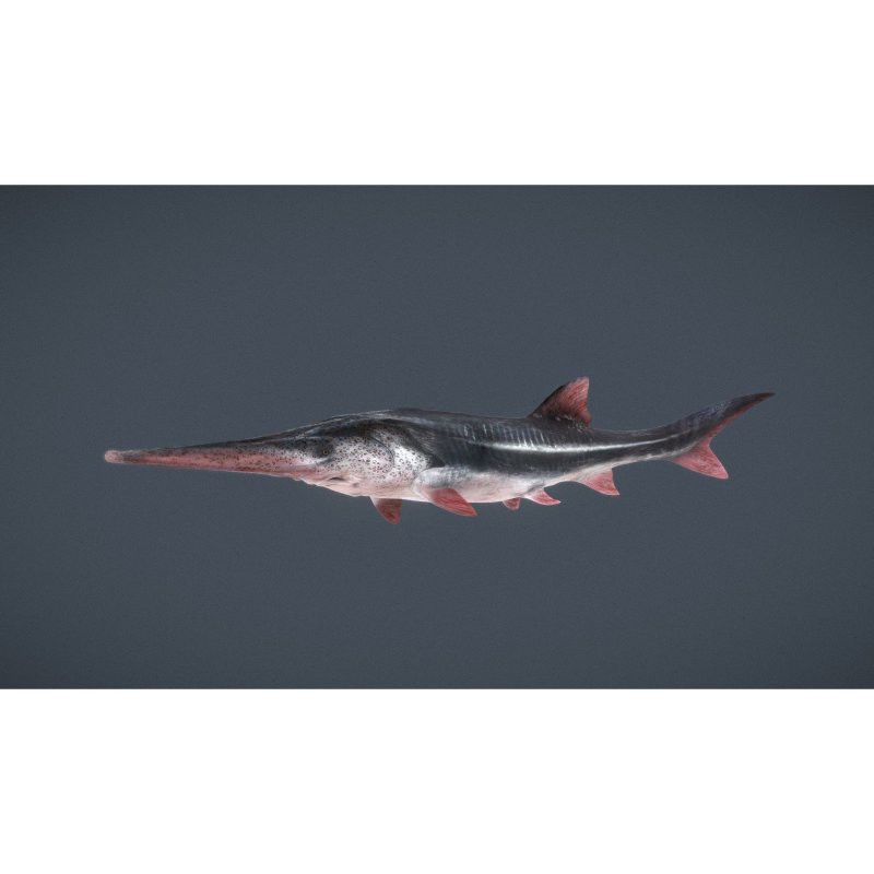 中華鱘龍魚圖片市場價