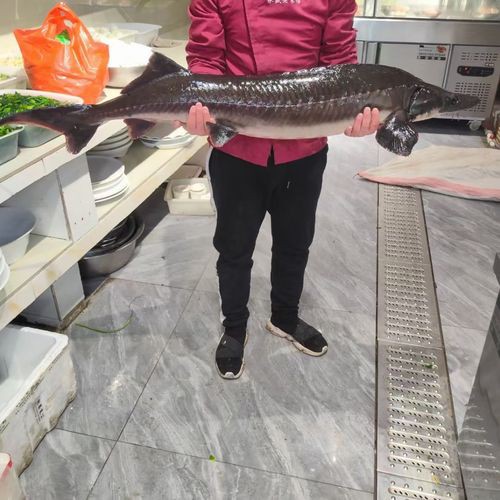 中華鱘龍魚圖片市場價