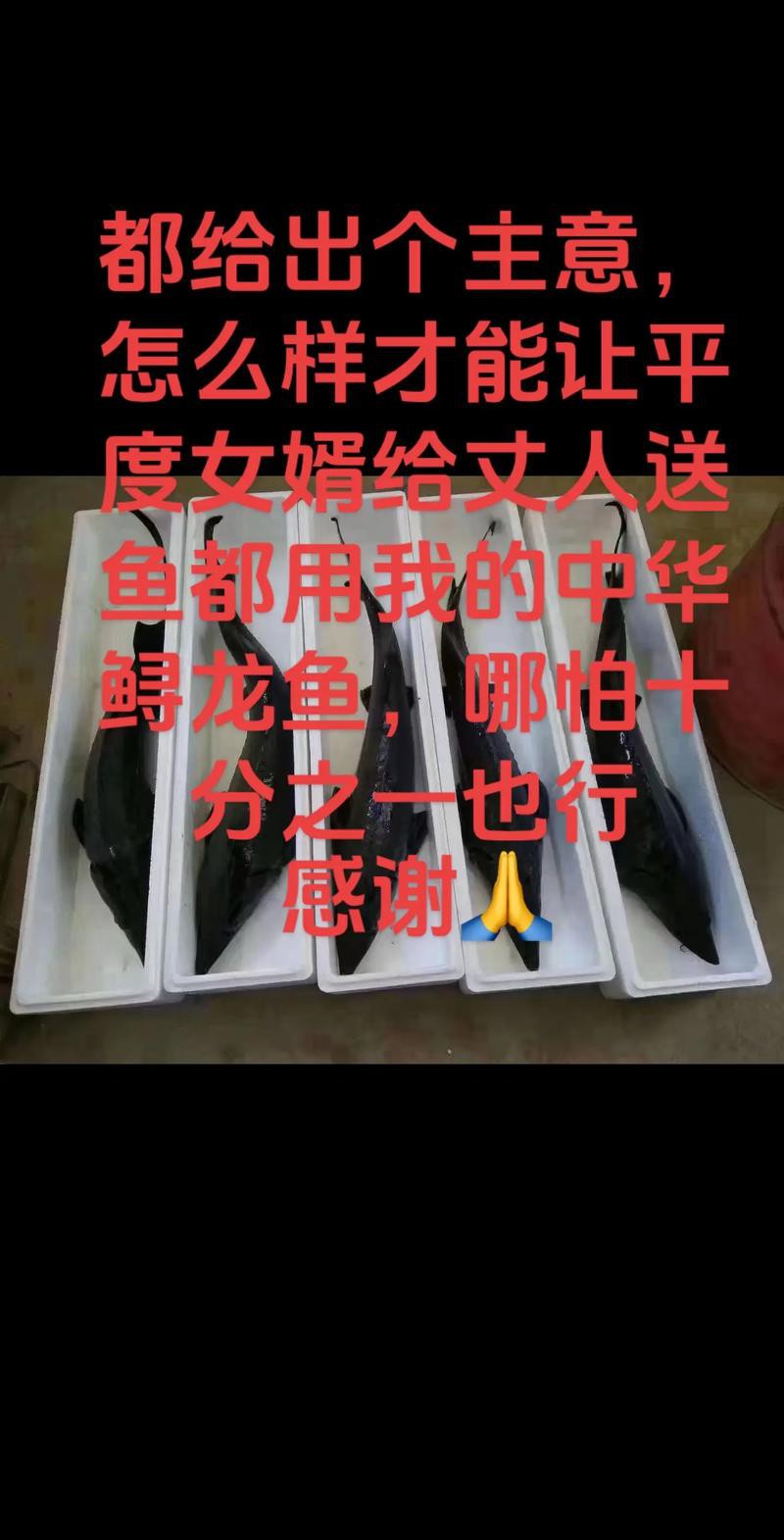 中華鱘龍魚圖片市場價