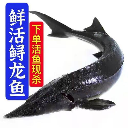 中華鱘龍魚圖片市場價