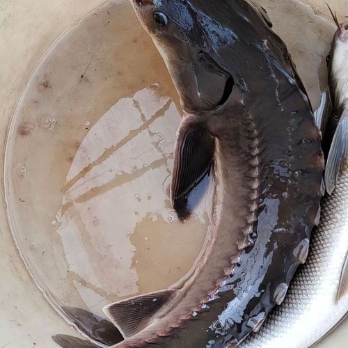 中華鱘龍魚圖片市場價