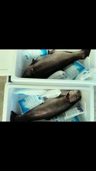 中華鱘龍魚圖片市場價