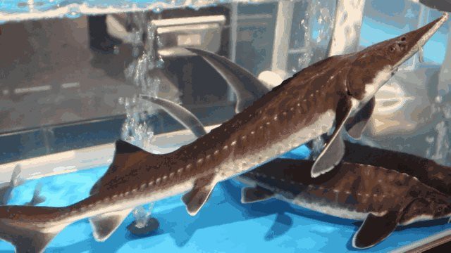 中華鱘龍魚圖片市場價