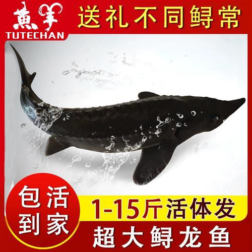 中華鱘龍魚圖片市場價