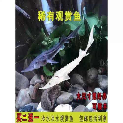 中華鱘龍魚圖片市場價