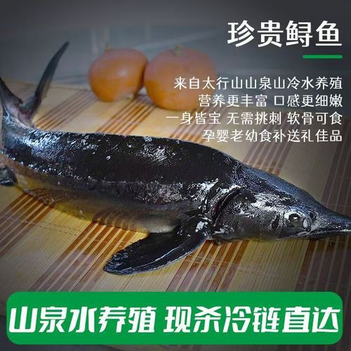 中華鱘龍魚圖片市場價