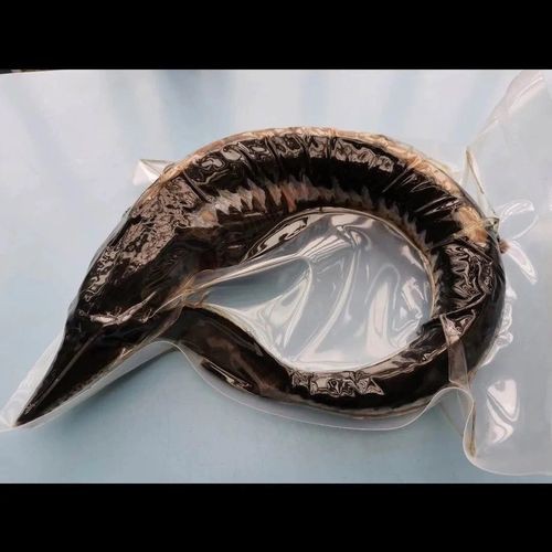 中華鱘龍魚圖片市場價