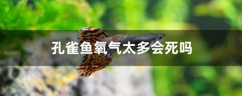 魚缸品牌推薦家用排名最新，2024年家用魚缸品牌推薦