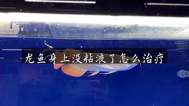 龍魚黏膜脫落可以自愈嗎？