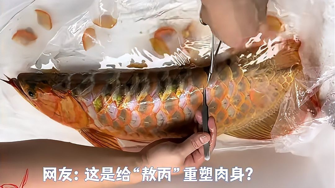 龍魚(yú)麻醉后鱗片變色了