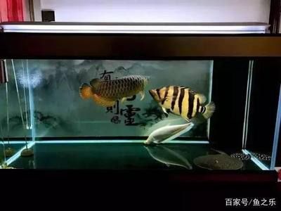 龍魚領(lǐng)地被占領(lǐng)在魚缸下游怎么辦（關(guān)于“龍魚領(lǐng)地被占領(lǐng)在魚缸下游怎么辦”這一問(wèn)題并沒(méi)有完全相關(guān)）