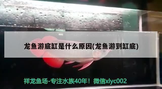 龍魚(yú)有時(shí)在缸底有時(shí)上來(lái)：龍魚(yú)在缸底游動(dòng)的行為可能由多種因素引起，可能由多種因素引起