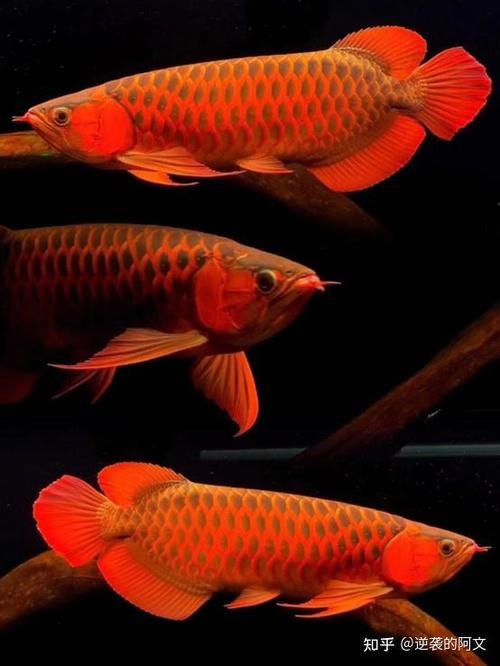 龍魚屏保圖片大全