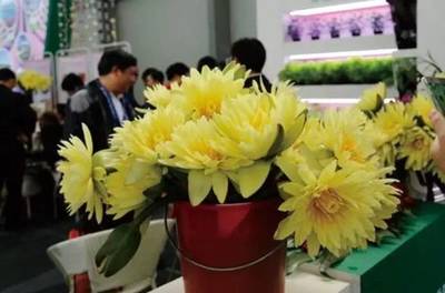 觀賞金龍魚能吃嗎怎么喂養