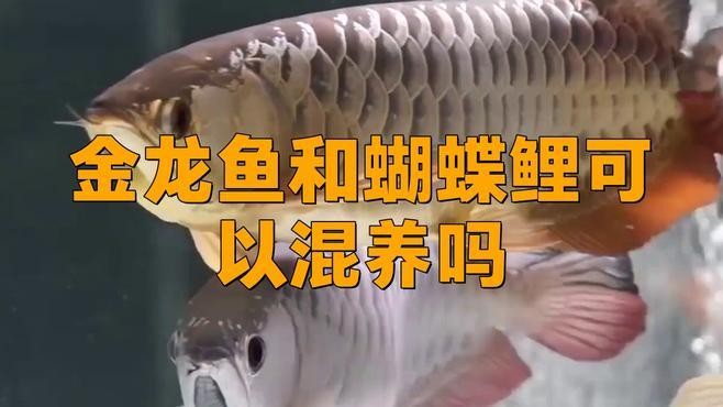 龍魚蝴蝶鯉混養視頻大全最新
