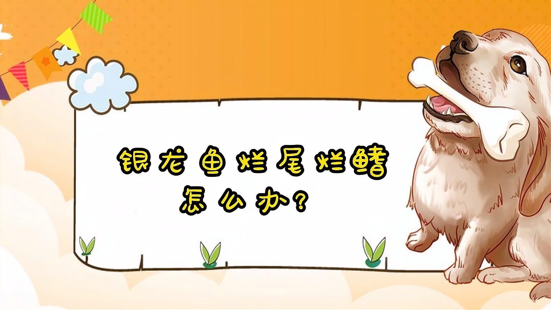 銀龍魚的須爛了怎么辦