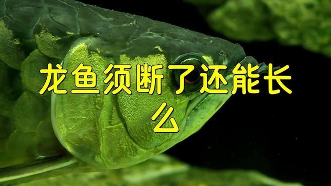 銀龍魚的須爛了怎么辦