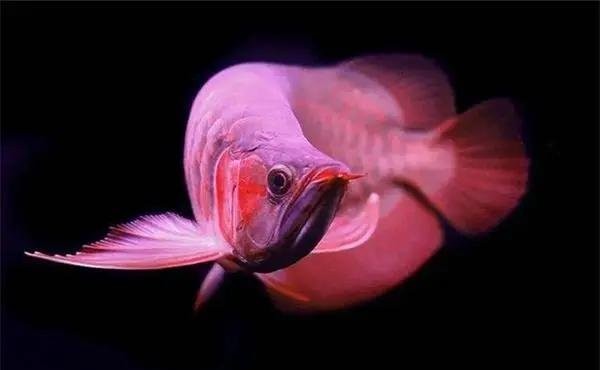 銀龍魚的須爛了怎么辦