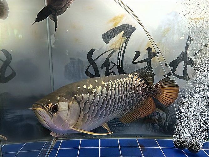 銀龍魚的須爛了怎么辦