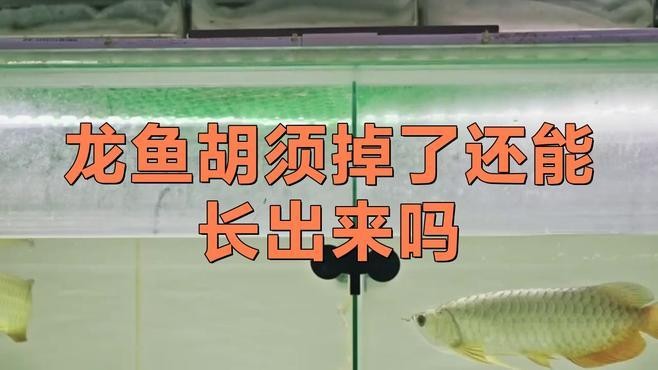 銀龍魚的須爛了怎么辦