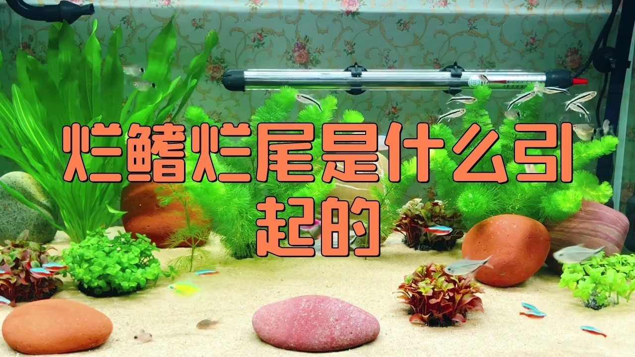 銀龍魚的須爛了怎么辦