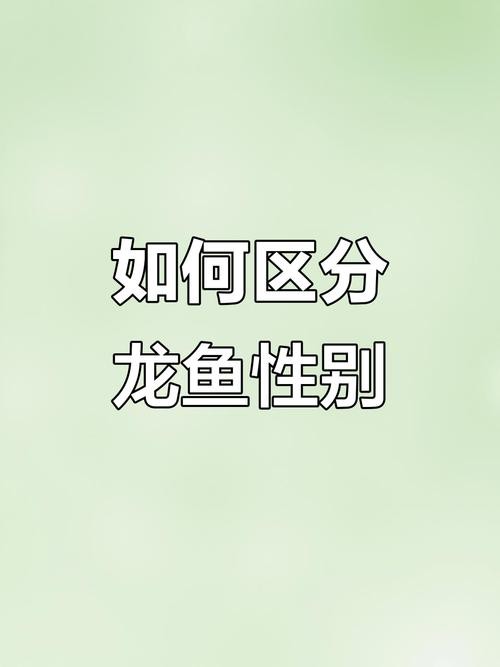 金龍魚如何分公母圖片