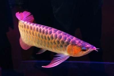 安國市玉欣水族館（安國市玉欣水族館電話）