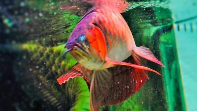 龍魚過背和高背（過背龍魚與高背龍魚的價(jià)格對比，龍魚品種鑒賞技巧分享）