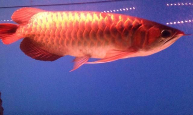 龍魚過背和高背（過背龍魚與高背龍魚的價(jià)格對比，龍魚品種鑒賞技巧分享）