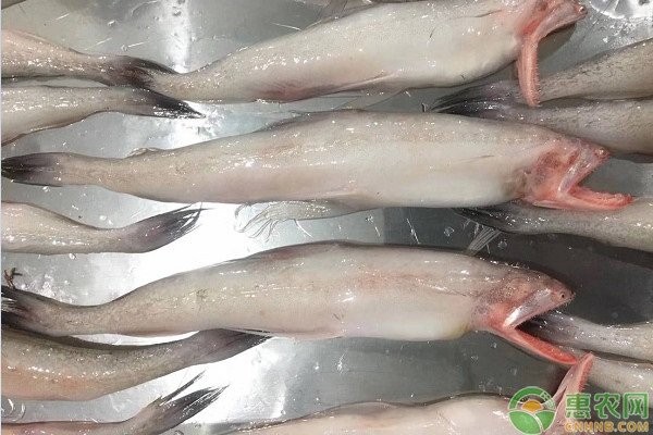 龍頭魚和龍利魚哪個更有營養？