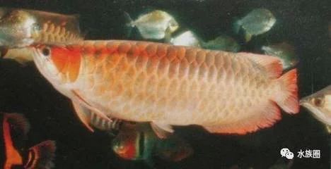 龍魚肚子有黑線：龍魚肚子上的黑線可能讓人感到好奇，是否需要去除