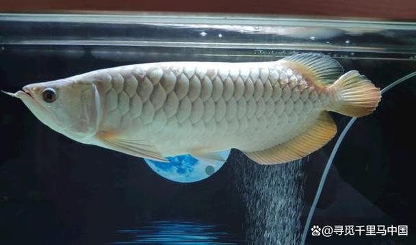 銀龍魚眼睛下垂圖片高清