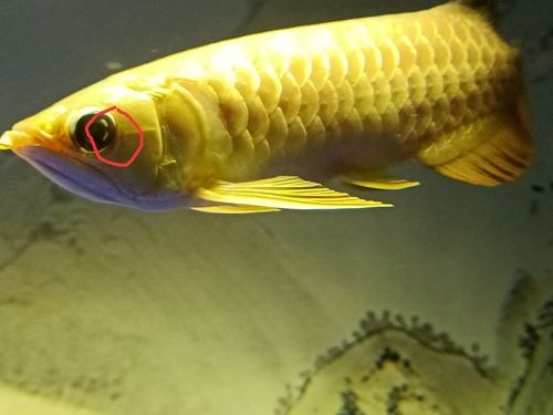 銀龍魚眼睛下垂圖片高清